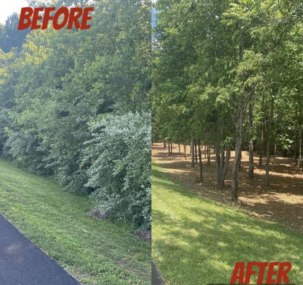 before and after forestry mulching